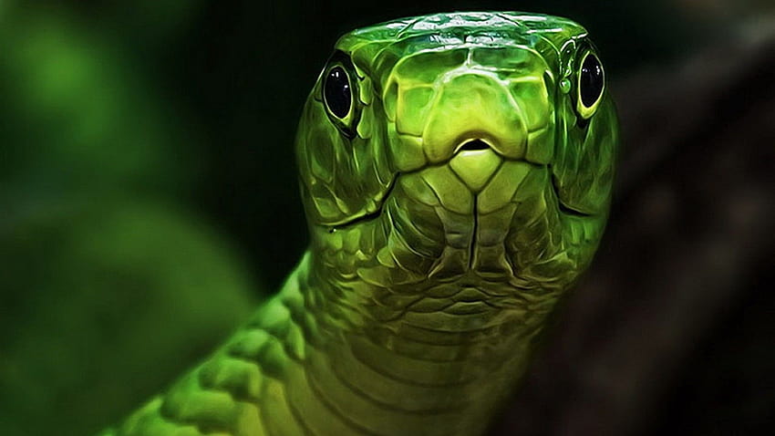 rüyada yeşil yılan görmek olumlu olumsuz anlamları