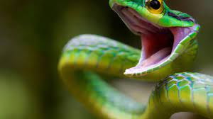 rüyada yeşil yılan görmek psikolojik yorumu